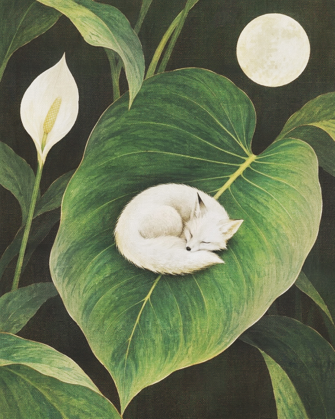 Little fox