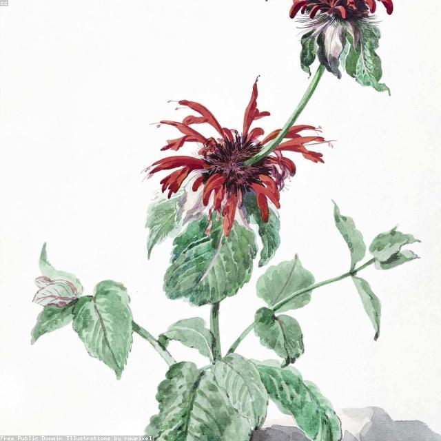 Vintage Floral Illustration