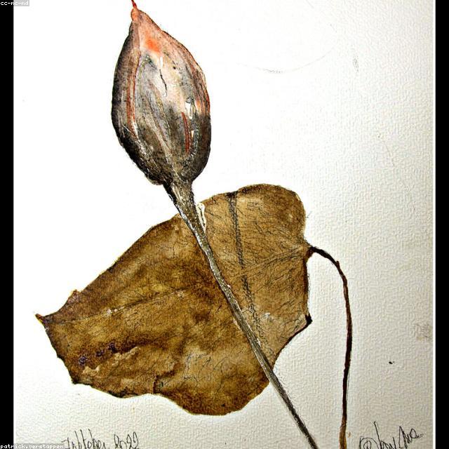 Botanical Watercolor Print